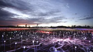 A Night at the Field of Light